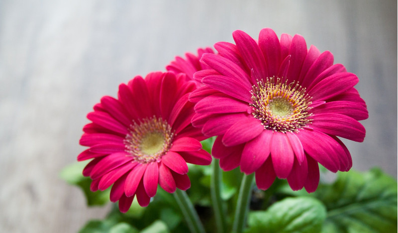 gerbera_doglyad