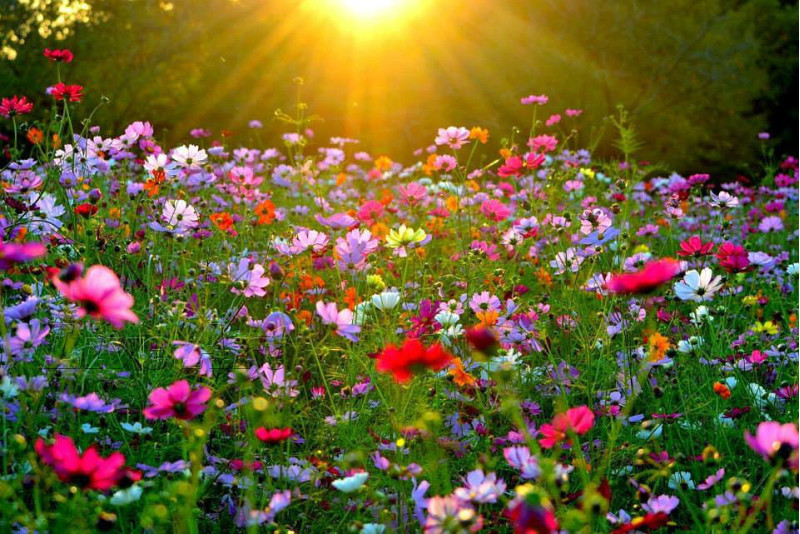 flower