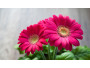 gerbera_doglyad.jpg