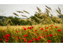 wheat-field-poppy-flowers-wide.jpg